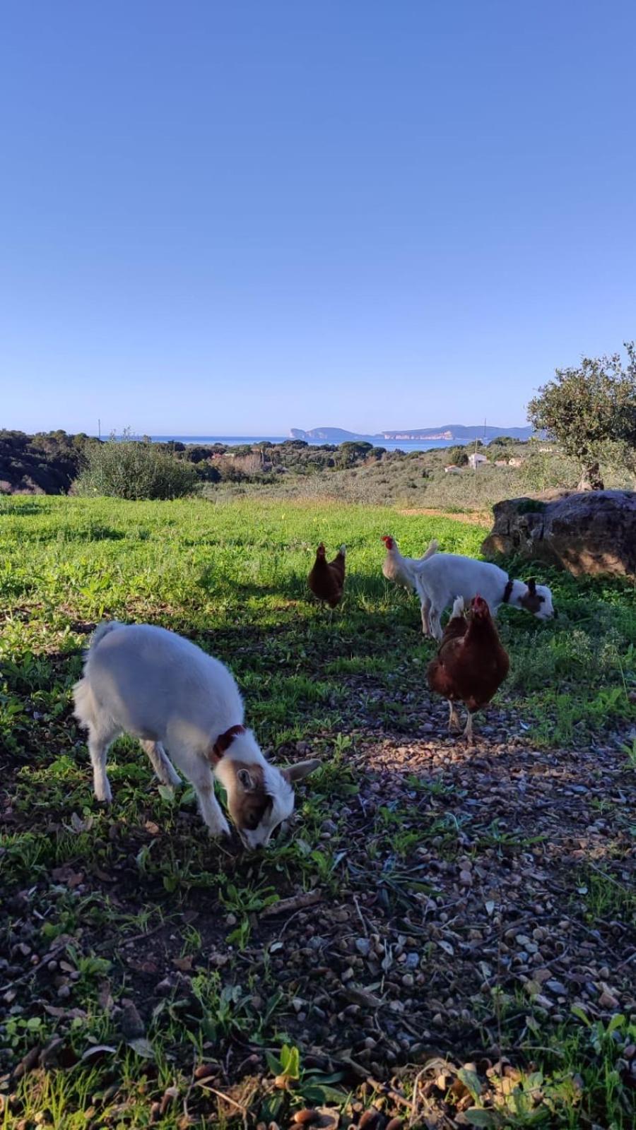 Villa Boeddu, Relax Tra Mare E Campagna Alghero Dış mekan fotoğraf