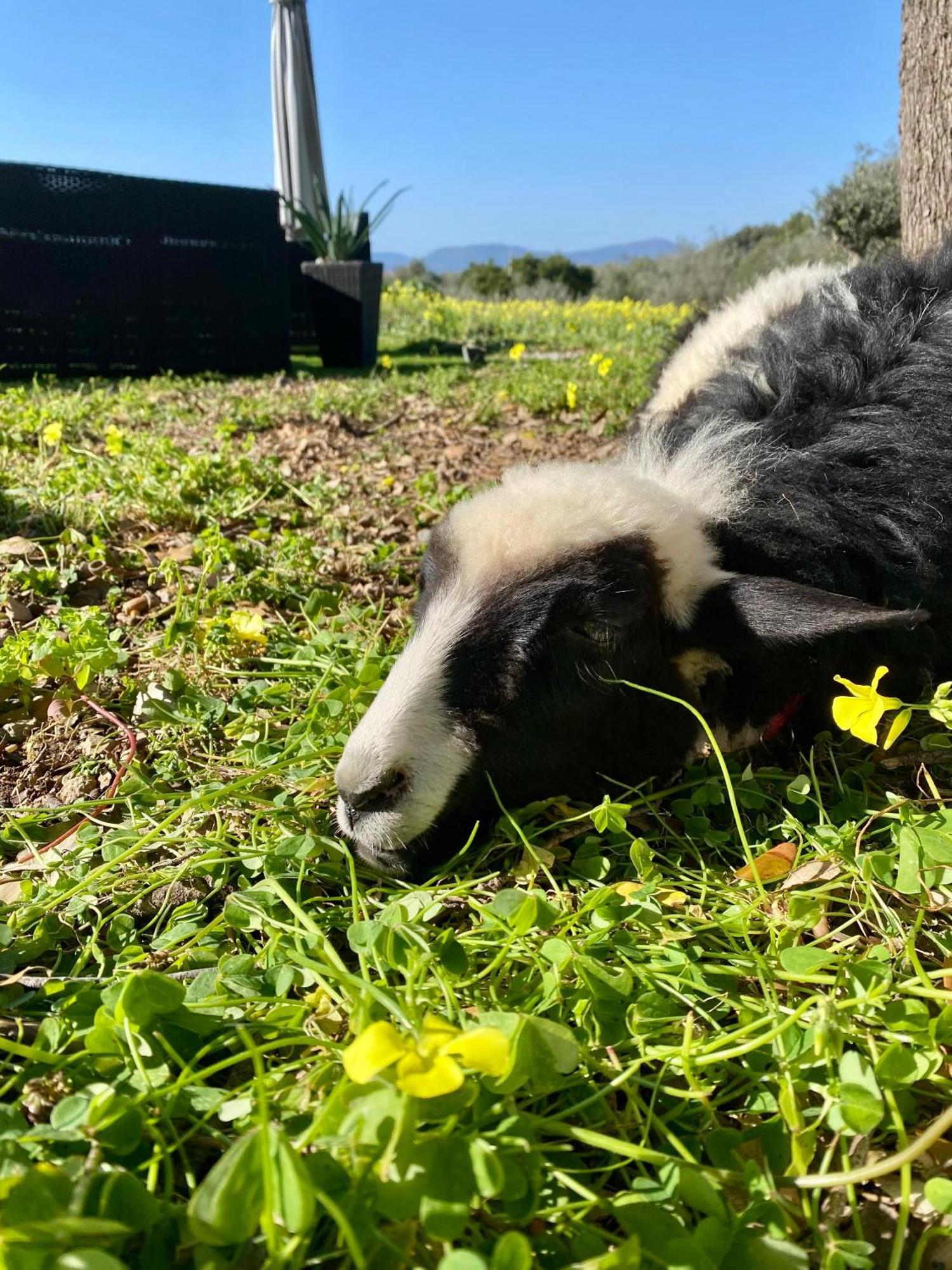 Villa Boeddu, Relax Tra Mare E Campagna Alghero Dış mekan fotoğraf